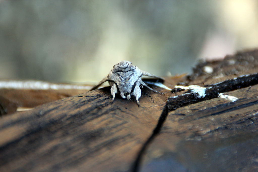 identificazione: grande falena (?) pelosa